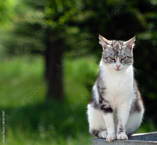 Wallpaper Mural cat in the garden Torontodigital.ca