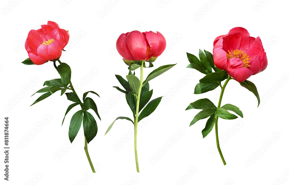Obraz premium Set of coral peony flowers isolated on white or transparent background. Profile view.
