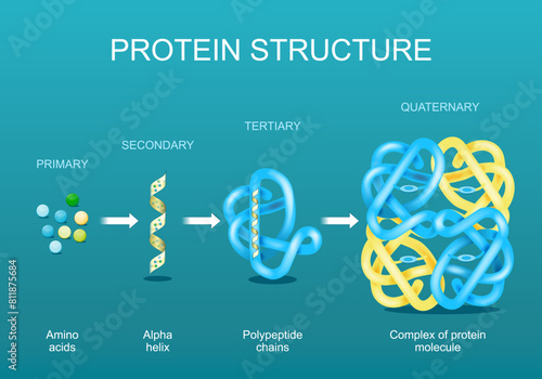 Protein structure