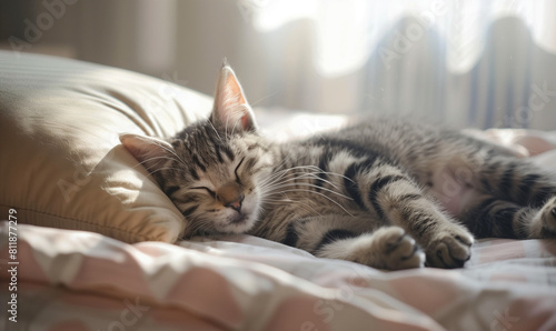 A sweet kitten sleeps on a pillow in bed, nestled in her favorite spot, enjoying an afternoon nap and the warmth of the sun.