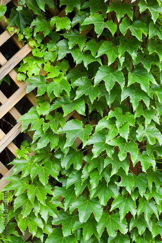 Garden trellis covered with green ivy.