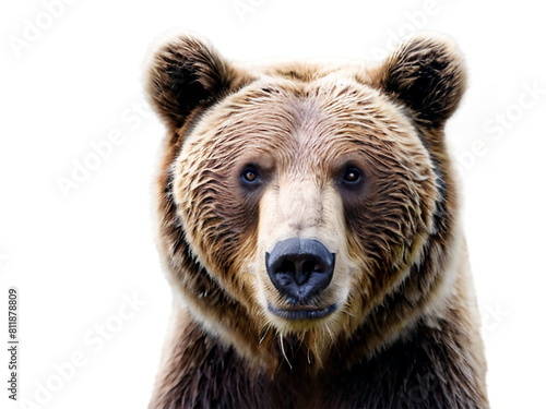 Grizzly bear, close-up, isolated on transparent background, PNG format