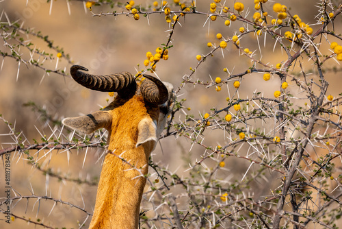 Fressende Antilope