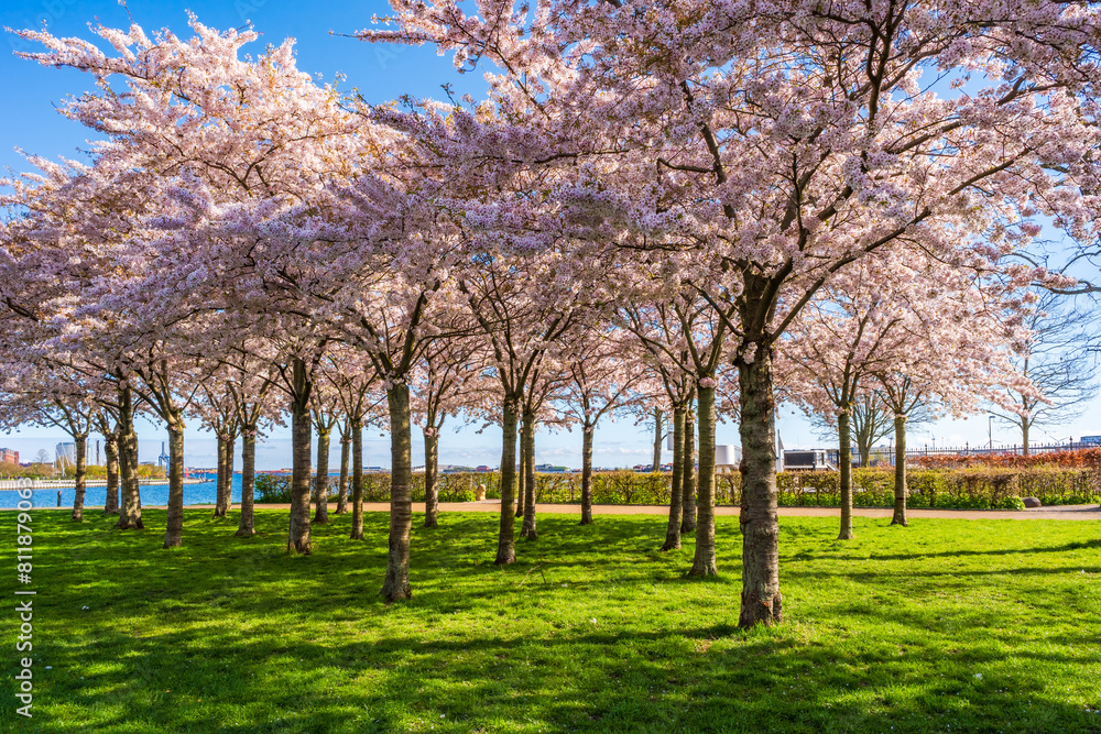 Beautiful cherry blossom trees in Langelinie park in Copenhagen, Denmark Beautiful cherry blossom trees in Langelinie park in Copenhagen, Denmark