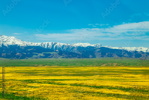 Field of yellow flowers on a clear sunny day. In the background are snow-capped mountains.