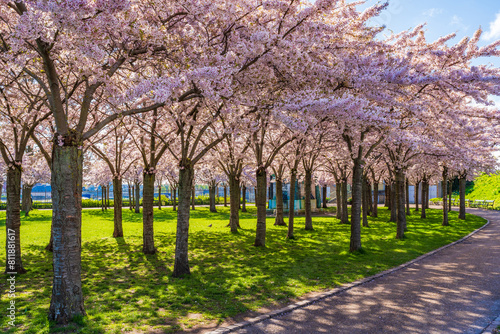Beautiful cherry blossom trees in Langelinie park in Copenhagen  Denmark