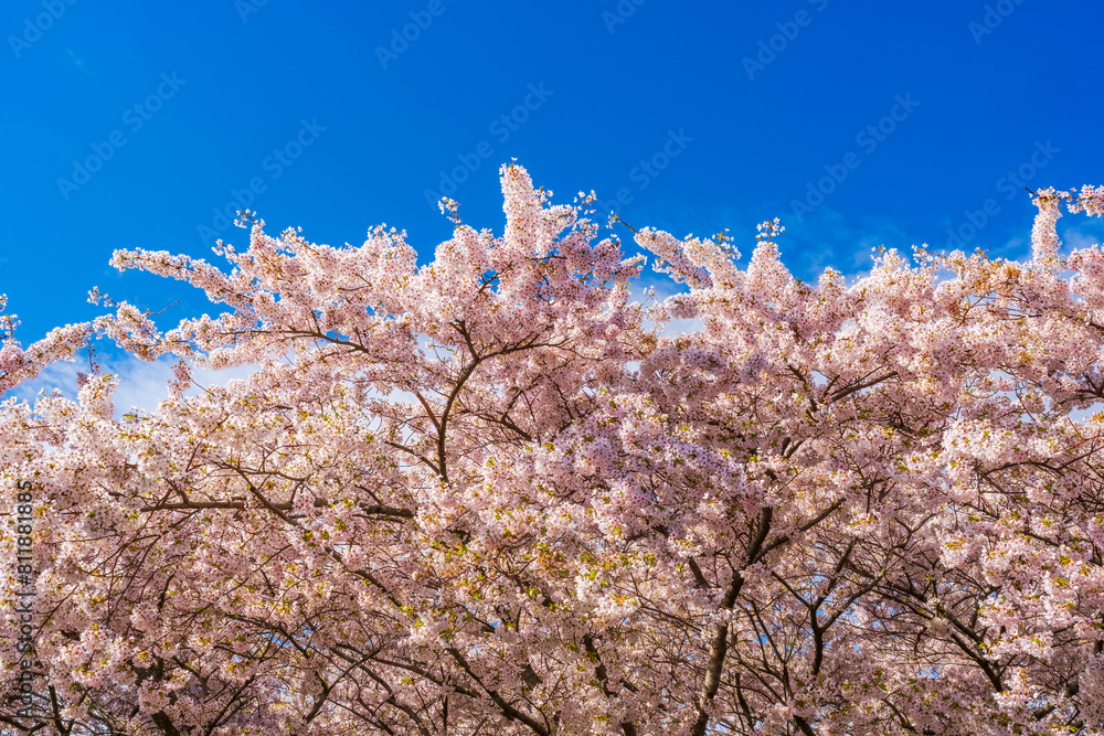Beautiful cherry blossom against blue sky. Selective focus Beautiful cherry blossom against blue sky. Selective focus