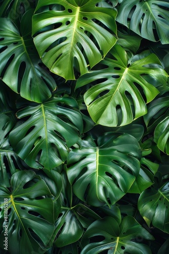 Texture of monstera plant against a green background in nature.