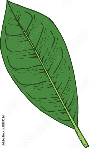 Hand drawn green frangipani  plumeria plant leaf isolated on background. Greenery icon. Vector doodle illustration. Pen drawing style. Floral plant  tropical jungle clipart for cards  web.