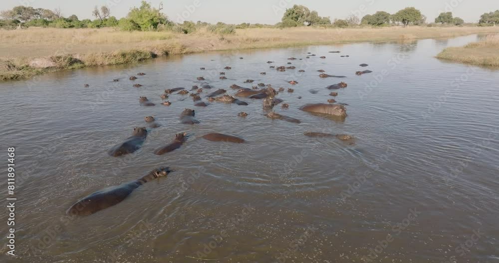Aerial close-up panning view of a large pod of Hippopotamus in a drying up river in the Okavango Delta. Drought. Climate change Aerial close-up panning view of a large pod of Hippopotamus in a drying up river in the Okavango Delta. Drought. Climate change