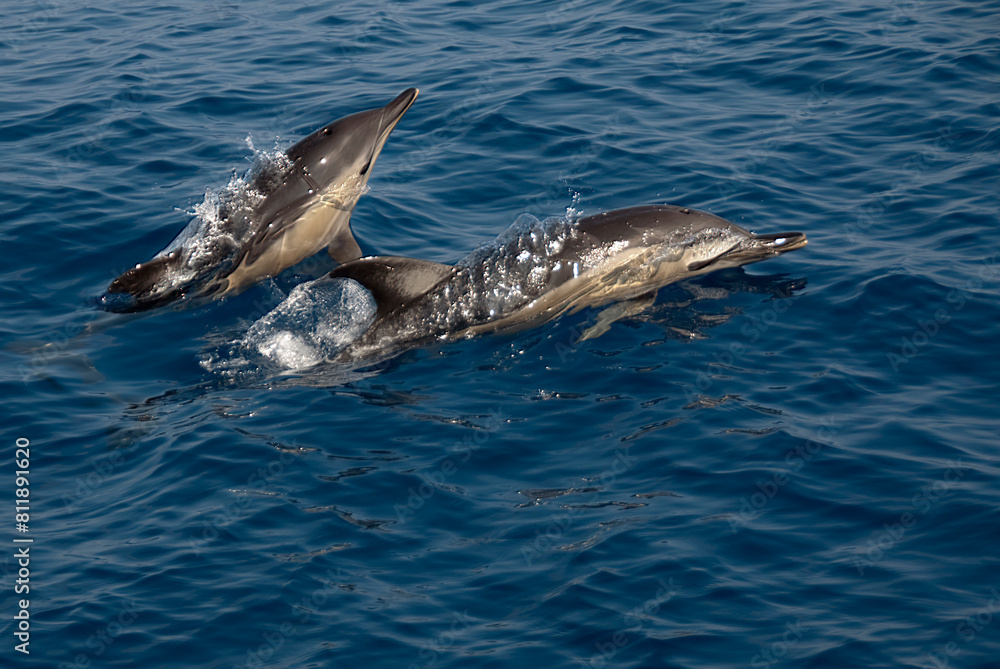 Naklejka premium Two common dolphins (delphinus delphis) captured mid-leap above the ocean's glistening surface, their sleek bodies enveloped in sparkling droplets of water. 