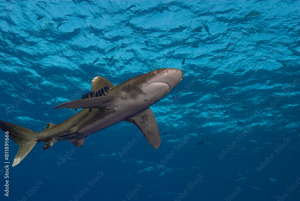 Obraz premium An oceanic white tip shark (archarhinus longimanus), distinguished by its large, rounded fins, effortlessly glides through the clear, deep blue waters. 