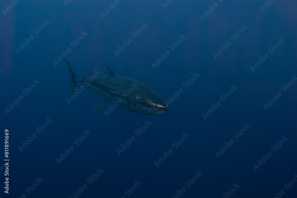 Naklejka premium A solitary tuna glides through the deep blue sea, its sleek form a symbol of speed and grace in the vast ocean wilderness