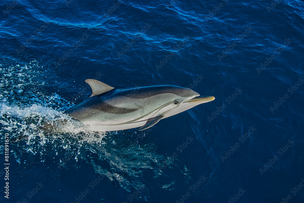 Fototapeta premium A sleek striped dolphin, Stenella coeruleoalba, cuts through the serene blue waters with grace, its distinctive markings a blur against the ocean's canvas.