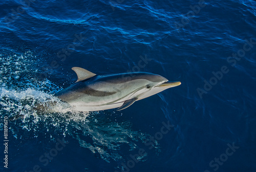 A sleek striped dolphin, Stenella coeruleoalba, cuts through the serene blue waters with grace, its distinctive markings a blur against the ocean's canvas.