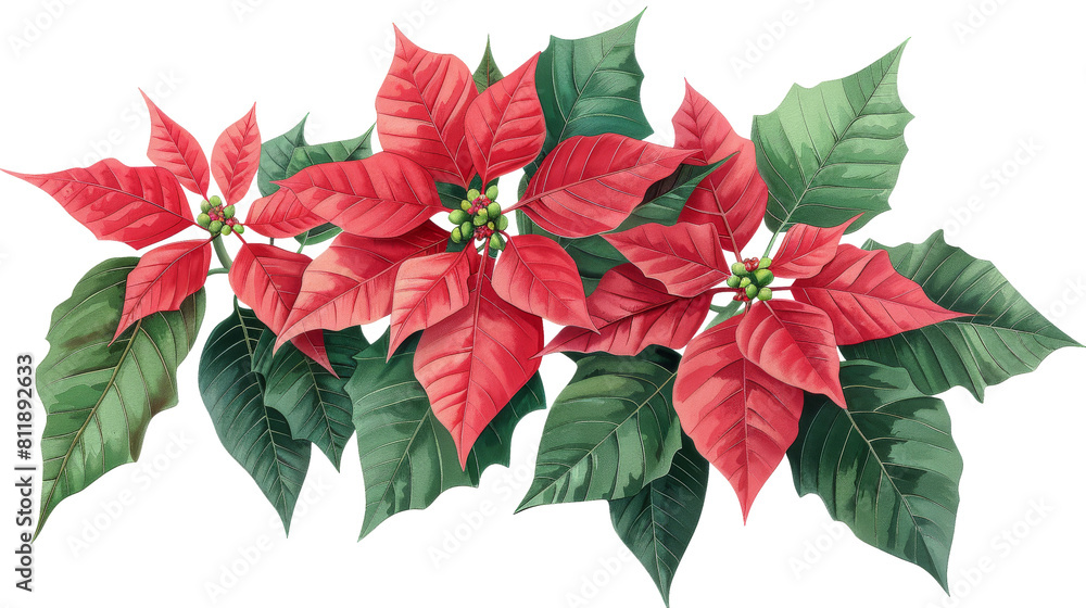 red poinsettia flower red poinsettia flower