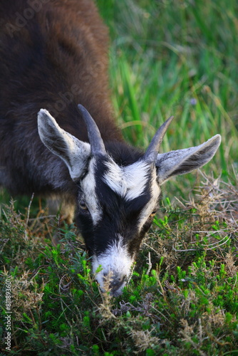 Closeup of a goat grazing in a field. photo