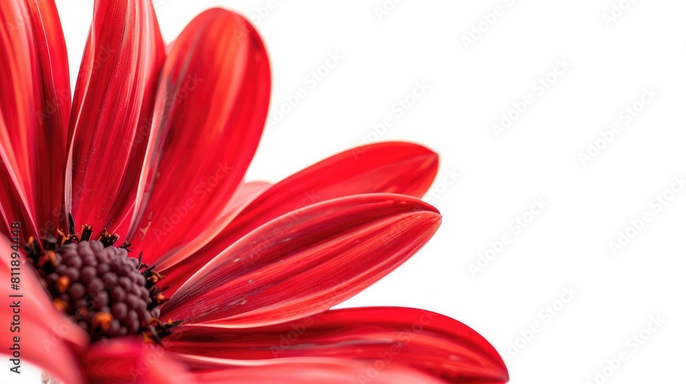 Fototapeta premium A vibrant red flower with delicate petals set against a crisp white backdrop a stunning image capturing the beauty of nature perfect for a greeting card or any nature themed collection