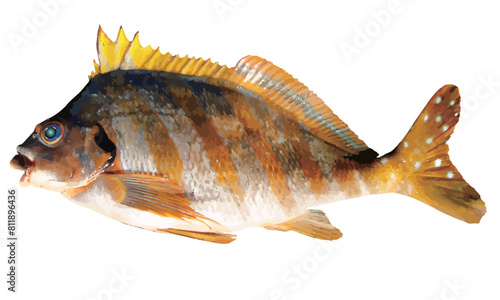 浅い磯に生息する海水魚、タカノハダイの切り抜き白背景リアル調イラストレーション。 photo
