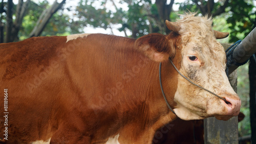 Brown cow with white head and short horns. Focus selected, Background blur photo