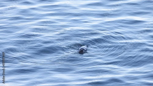 The sea otter (Enhydra lutris) is a marine mammal native to the coasts of the northern and eastern North Pacific Ocean. This photo was taken in Hokkaido, Japan. photo