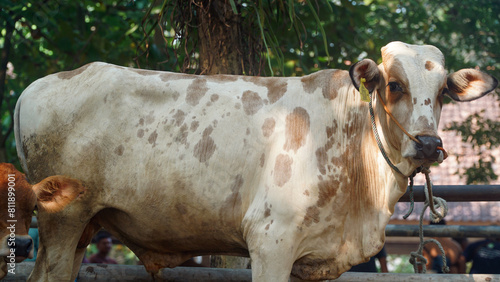 White cow tied to a rope at the animal market. Focus selected, Background blurred photo