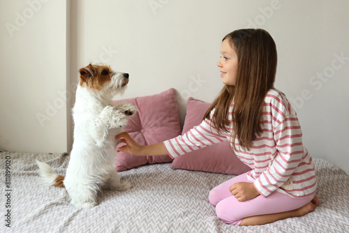Six year old teaching her wire haired jack russell terrier to sit pretty. Little girl trains her rough coated pup at home. Close up, copy space, background.