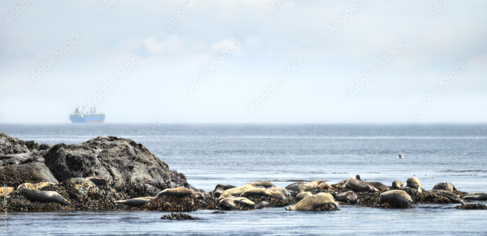Harbour Seals And A Ship (Phoca Vitulina)