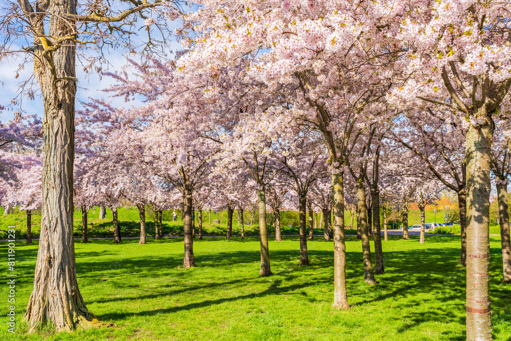 Beautiful cherry blossom trees in Langelinie park in Copenhagen, Denmark Beautiful cherry blossom trees in Langelinie park in Copenhagen, Denmark