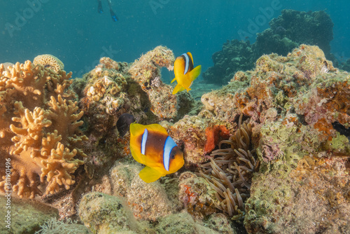 Clown-fish anemonefish in the Red Sea Colorful and beautiful  Eilat Israel 