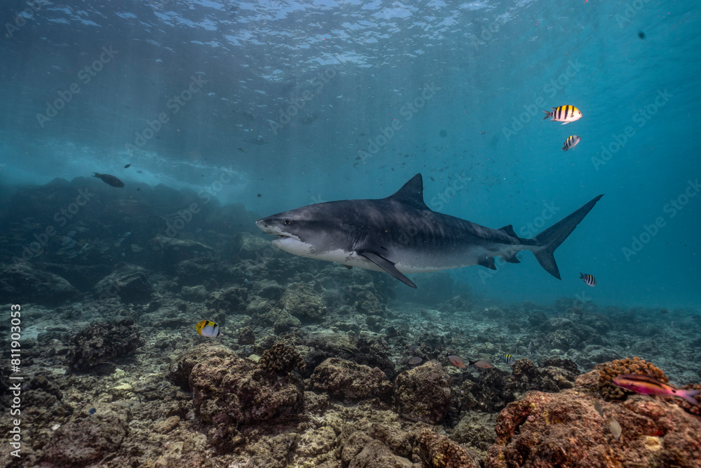 Fototapeta premium A tiger shark gracefully cruising over a vibrant coral reef. 