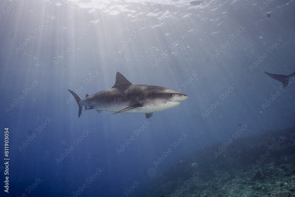 Fototapeta premium This striking image features a tiger shark swimming gracefully over a sandy ocean bottom, beneath the shimmering surface of the water.