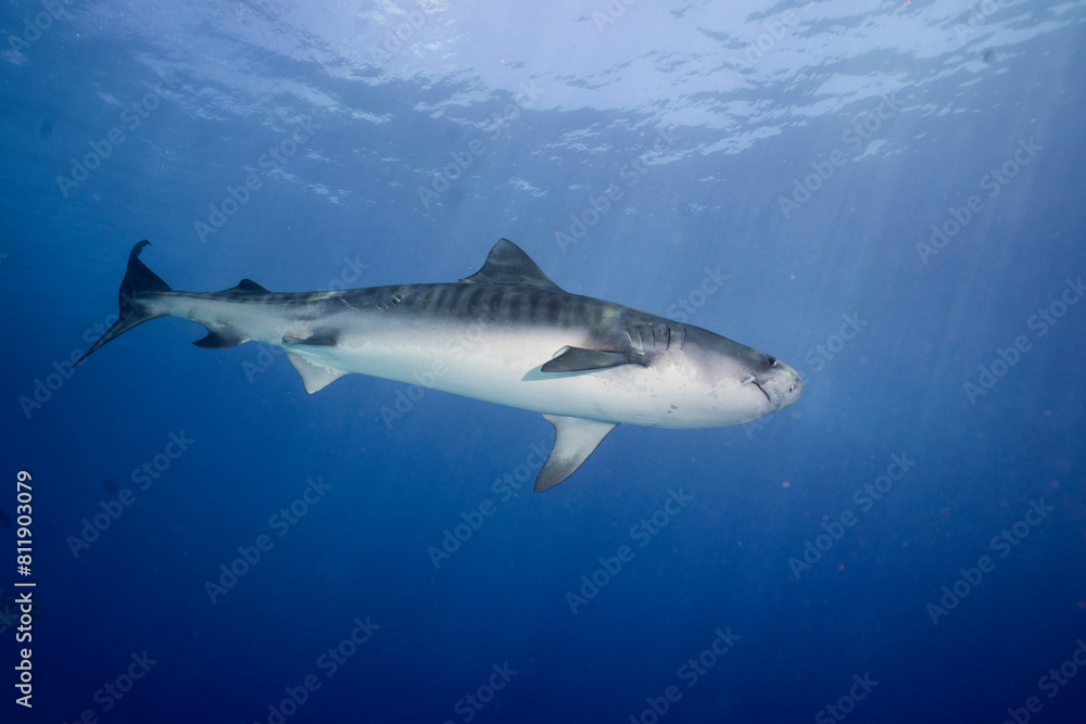 Fototapeta premium An impressive tiger shark, Galeocerdo cuvier, glides gracefully through the blue ocean waters, its striped body contrasting with the deep azure of the sea.