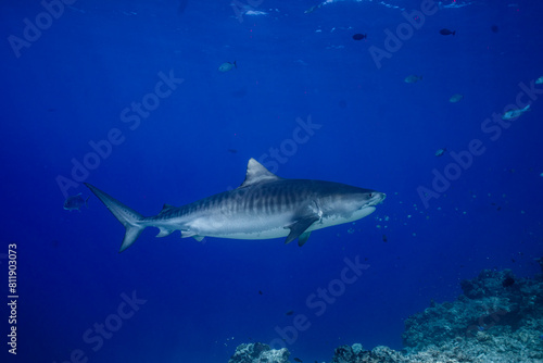 A tiger shark gliding effortlessly through the deep blue waters of the ocean.
