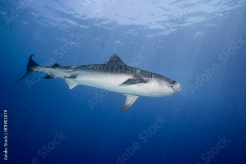 An impressive tiger shark  Galeocerdo cuvier  glides gracefully through the blue ocean waters  its striped body contrasting with the deep azure of the sea.