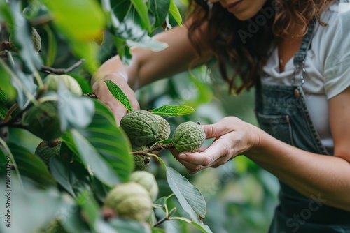 A lady producer is capturing untainted green walnuts by hand from a nut tree to use to develop a handmade nut liqueur, providing a healthy drink notion and space, Generative AI. photo
