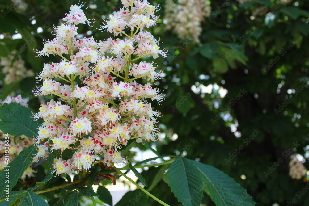 spring flowering trees, blossom on a chestnut tree, flowering chestnut tree in spring spring flowering trees, blossom on a chestnut tree, flowering chestnut tree in spring