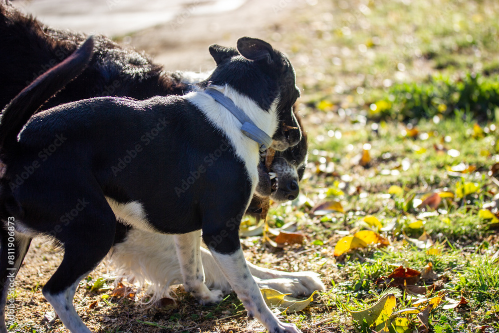 Two funny black and white dogs frolicking, playing with a stick on a farmland. Farm animals have fun on backyard. Border Collie canine pet on a street Two funny black and white dogs frolicking, playing with a stick on a farmland. Farm animals have fun on backyard. Border Collie canine pet on a street