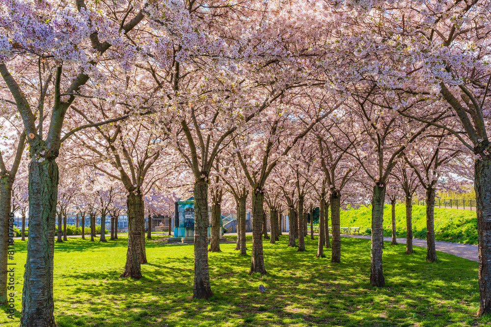 Beautiful cherry blossom trees in Langelinie park in Copenhagen, Denmark