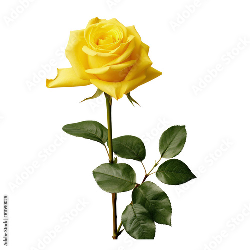 Yellow rose with leaves on the stem isolated on transparent background 