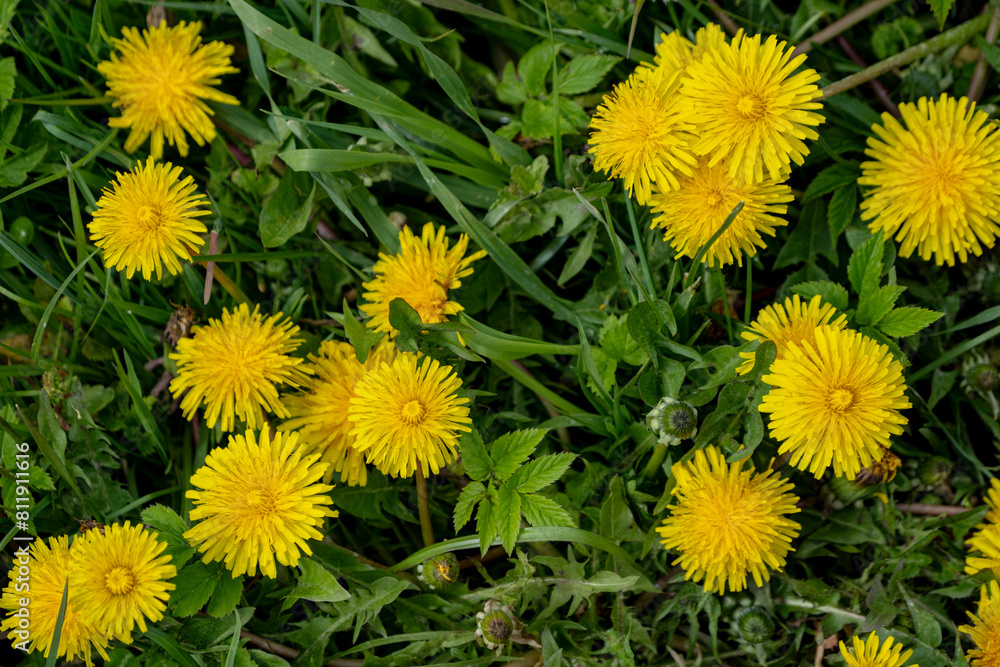 Yellow dandelion flowers (Taraxacum officinale). Dandelions field background on spring sunny day. Blooming dandelion Yellow dandelion flowers (Taraxacum officinale). Dandelions field background on spring sunny day. Blooming dandelion