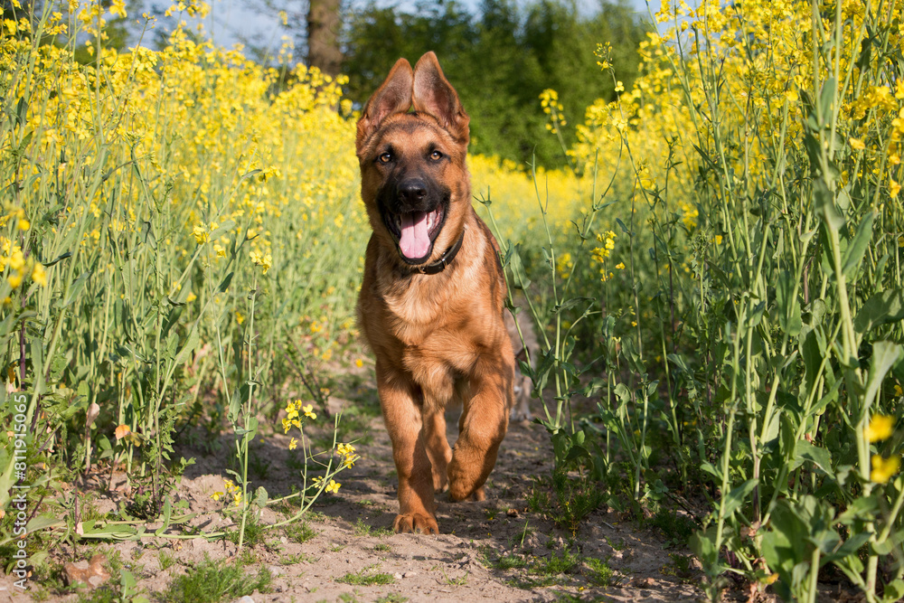 cute little german shepherd puppy goes for a walk in the rapeseed field