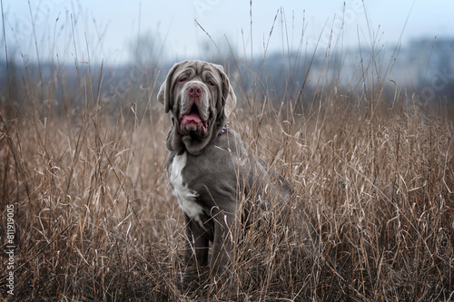 Mastino Neapolitano puppy on a walk in the field on a cloudy day, dog portraits in nature photo