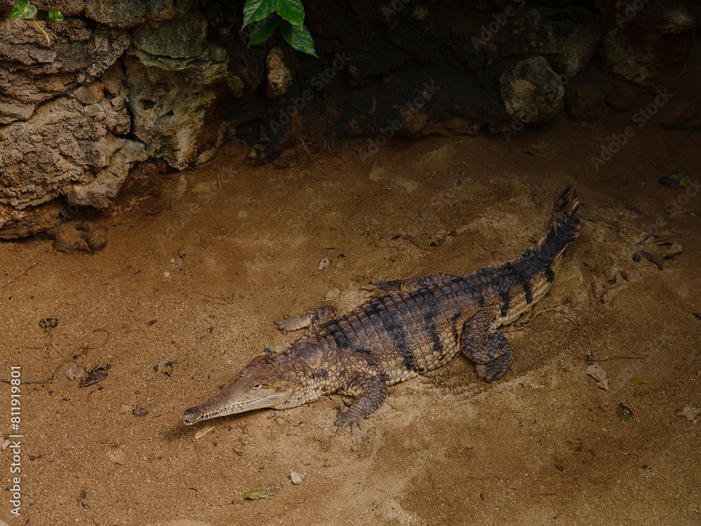 Fototapeta premium The crocodile is resting in sand