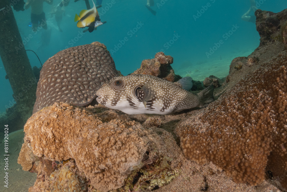 Obraz premium Fish swimming in the Red Sea, colorful fish, Eilat Israel 
