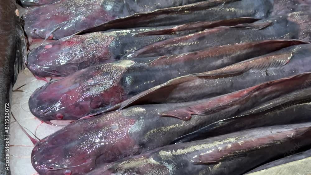 Assorted fresh catfish with shiny scales and dark colors, lying side by side.