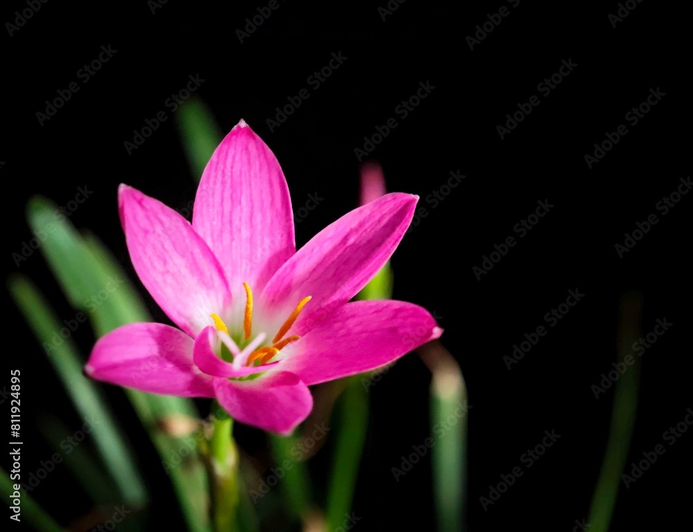 the pink flower is blooming brightly in the sunlight against a black background