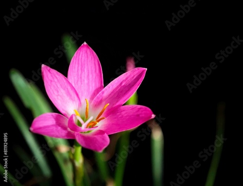 the pink flower is blooming brightly in the sunlight against a black background