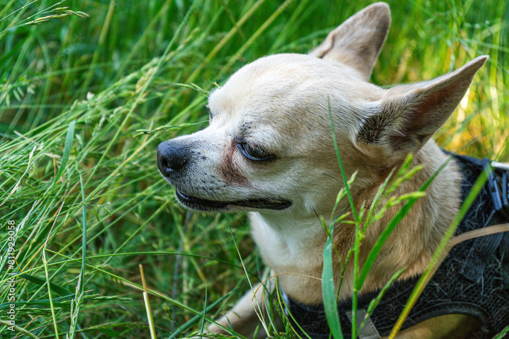 Leila the Chihuahua Hikingtour in the Bavarian Forests Leila the Chihuahua Hikingtour in the Bavarian Forests