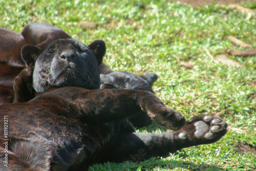 Bilde på lerret The black jaguar (Panthera onca) is a species of large feline and the only living member of the genus Panthera native to the Americas